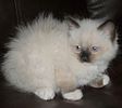 Ragdoll kittens for sale Pennsylvania